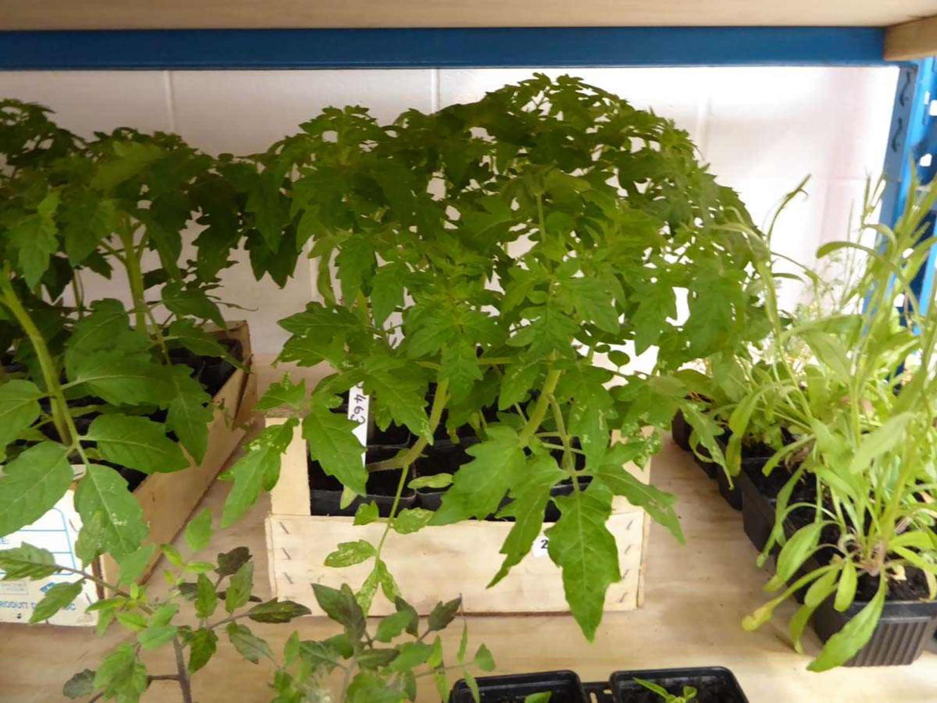 Tray containing 12 tomato plants Variety unknown