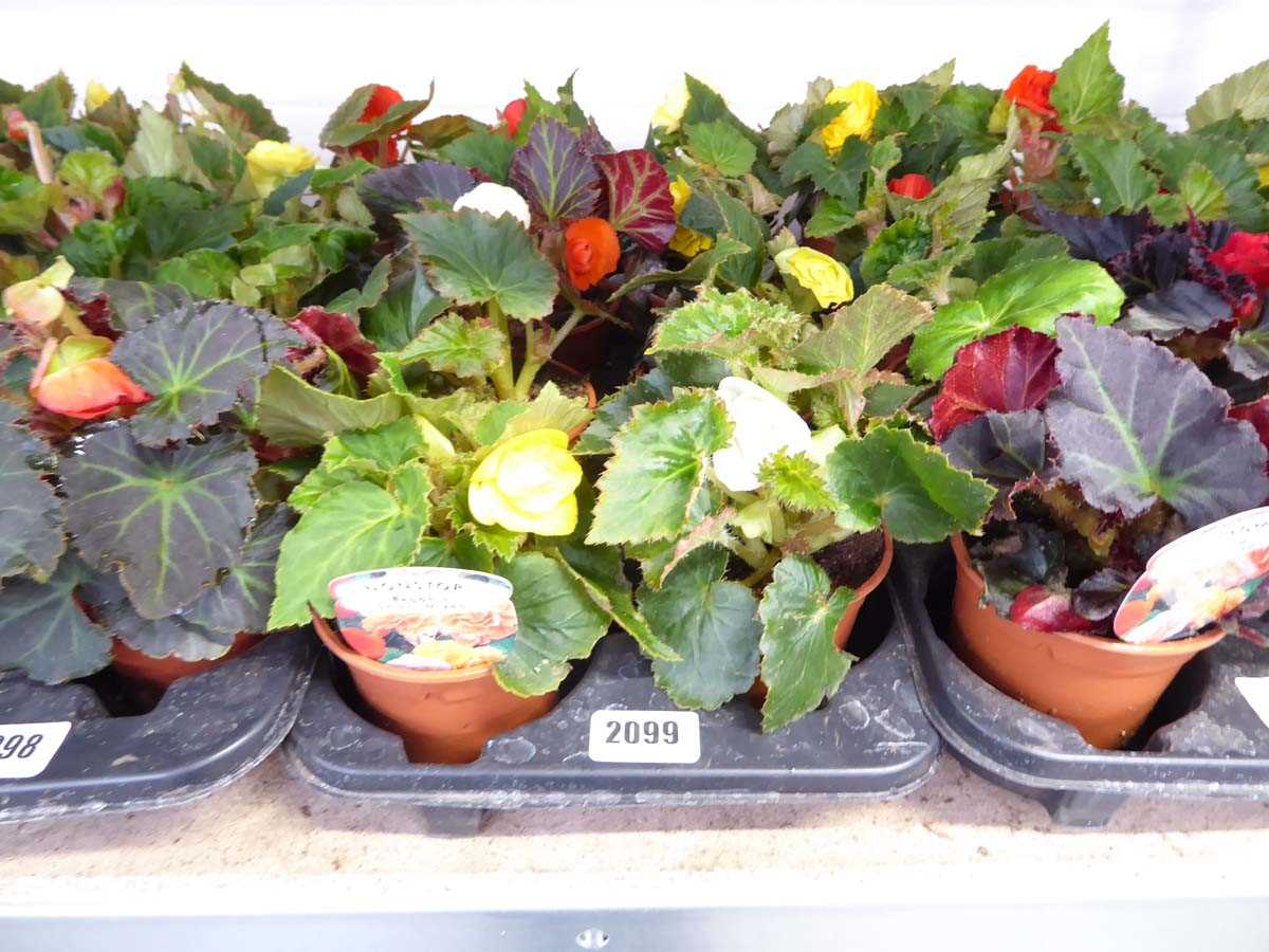 Tray containing 8 pots of mixed non-stop begonias