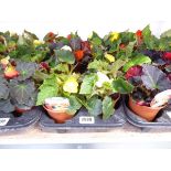 Tray containing 8 pots of mixed non-stop begonias