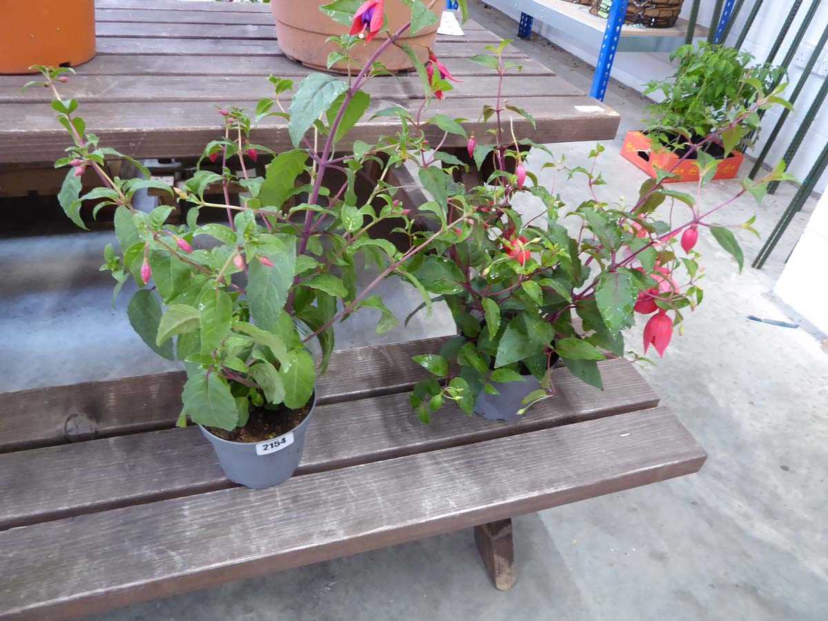 Pair of potted trailing fuchsias