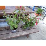 Pair of potted trailing fuchsias