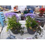 Pair of patio tubs of mixed plants