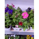 2 trays of mixed petunias