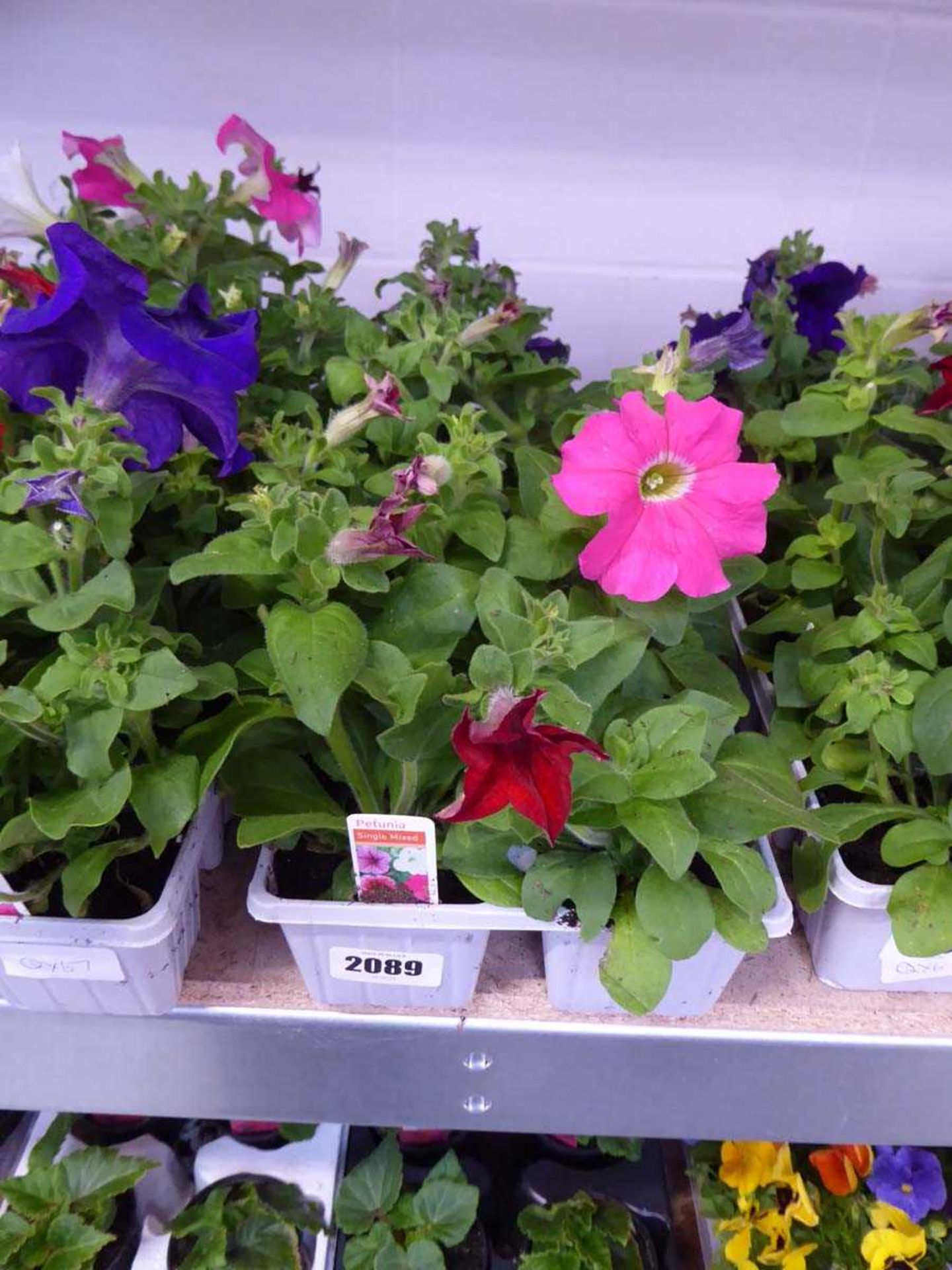 2 trays of mixed petunias