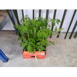 Tray containing 7 tomato plants