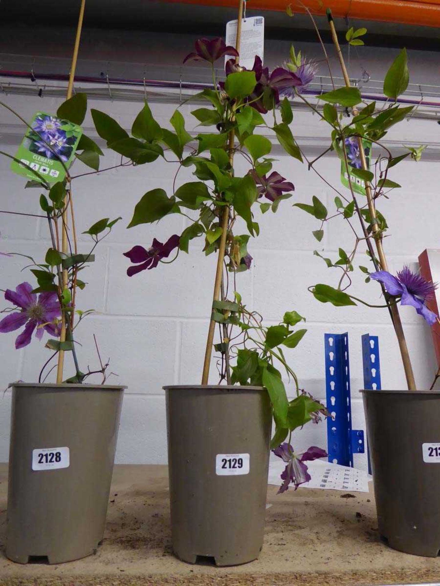 Potted Westerplatte climbing clematis