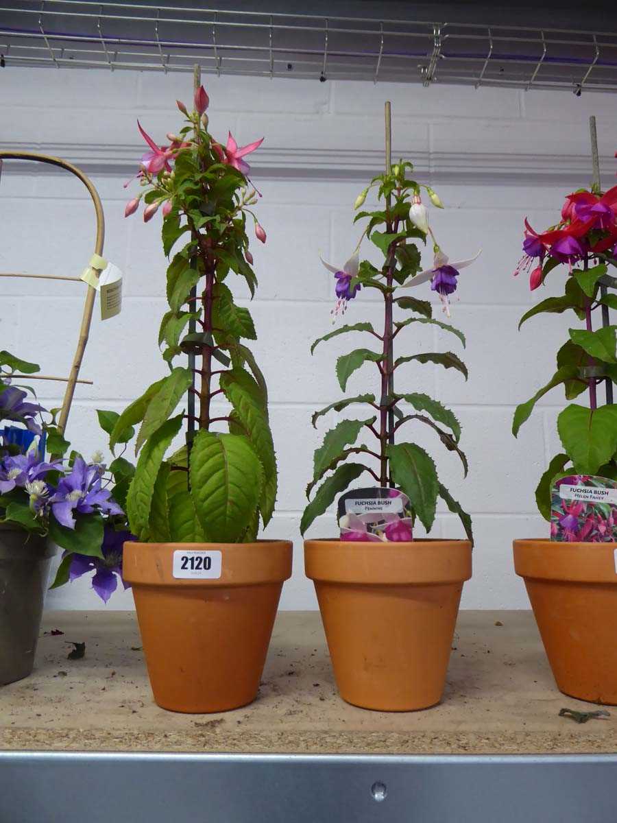 Pair of potted fuchsia bushes in terracotta pots
