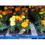 3 trays of French marigolds