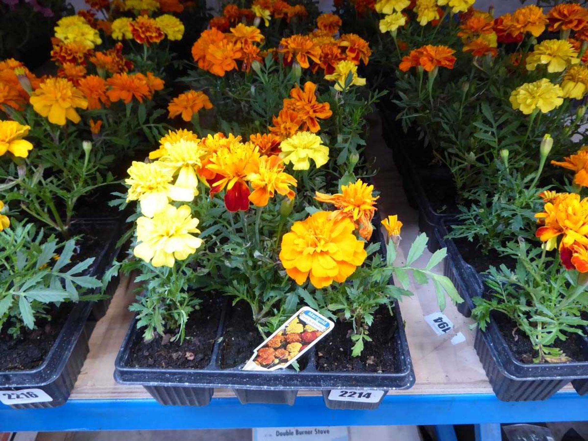 3 trays of French marigolds