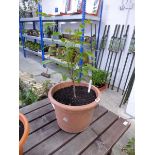 Potted walnut tree