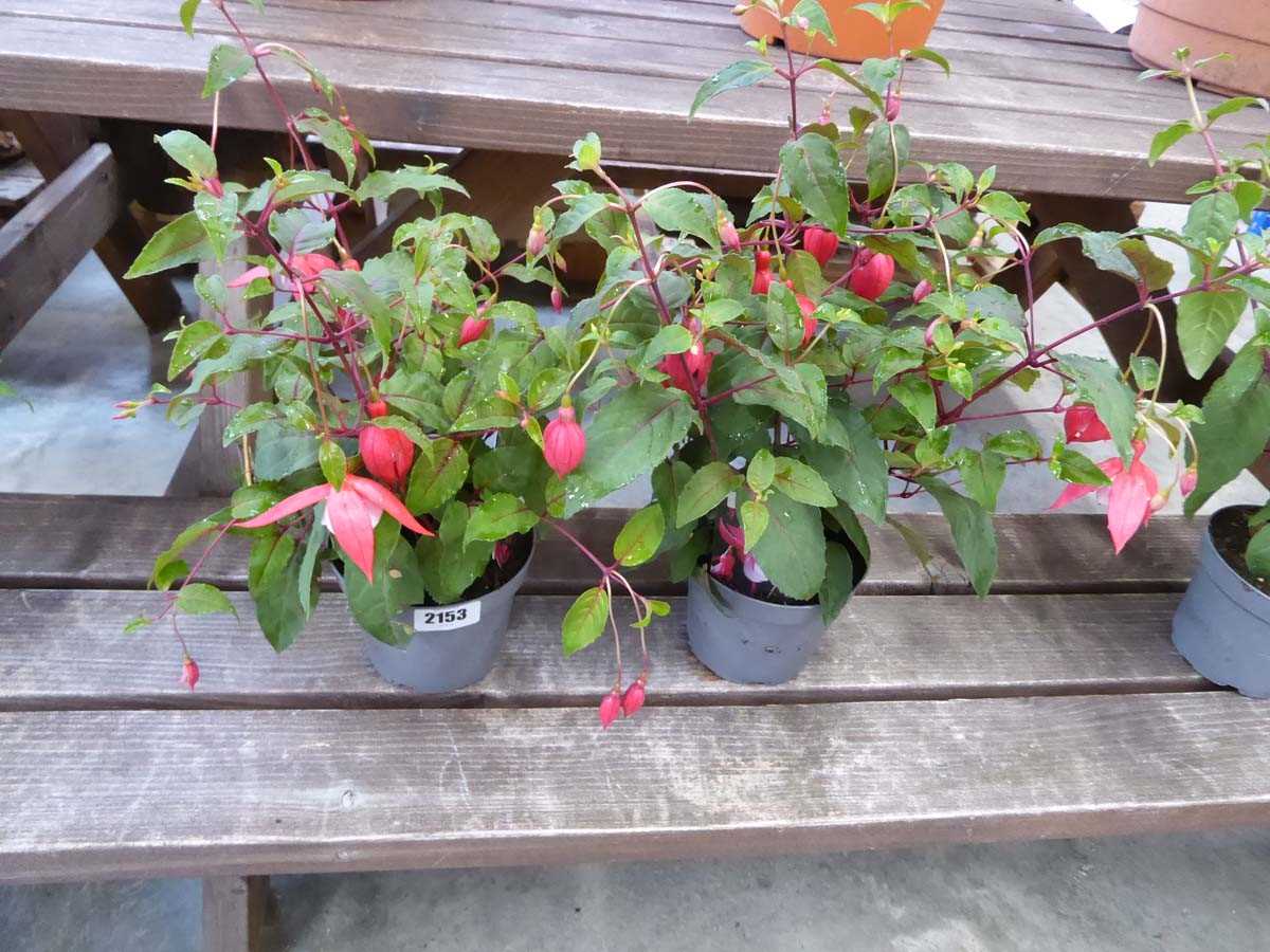 Pair of potted trailing fuchsias