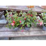 Pair of potted trailing fuchsias