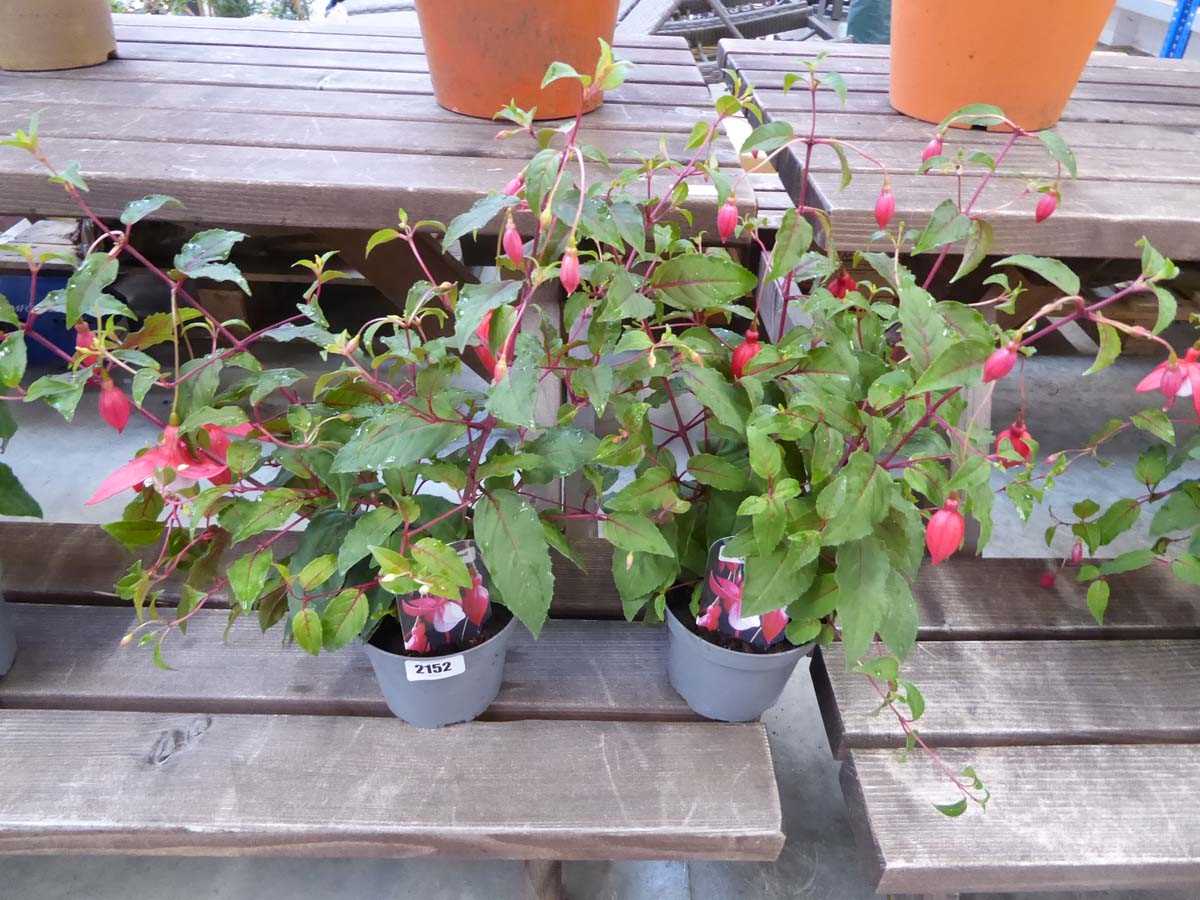 Pair of potted trailing fuchsias