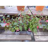 Pair of potted trailing fuchsias