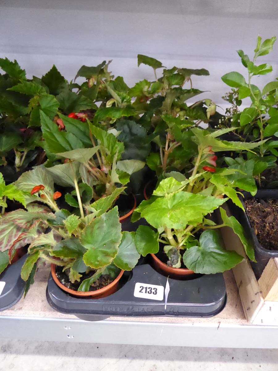 Tray containing 8 pots of mixed Illumination begonias