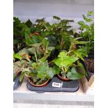 Tray containing 8 pots of mixed Illumination begonias