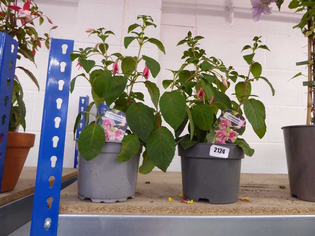 Pair of potted fuchsia bushes