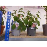 Pair of potted fuchsia bushes