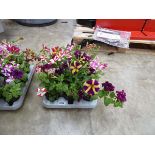 Tray containing 12 pots of Amore Heart and Soul petunias