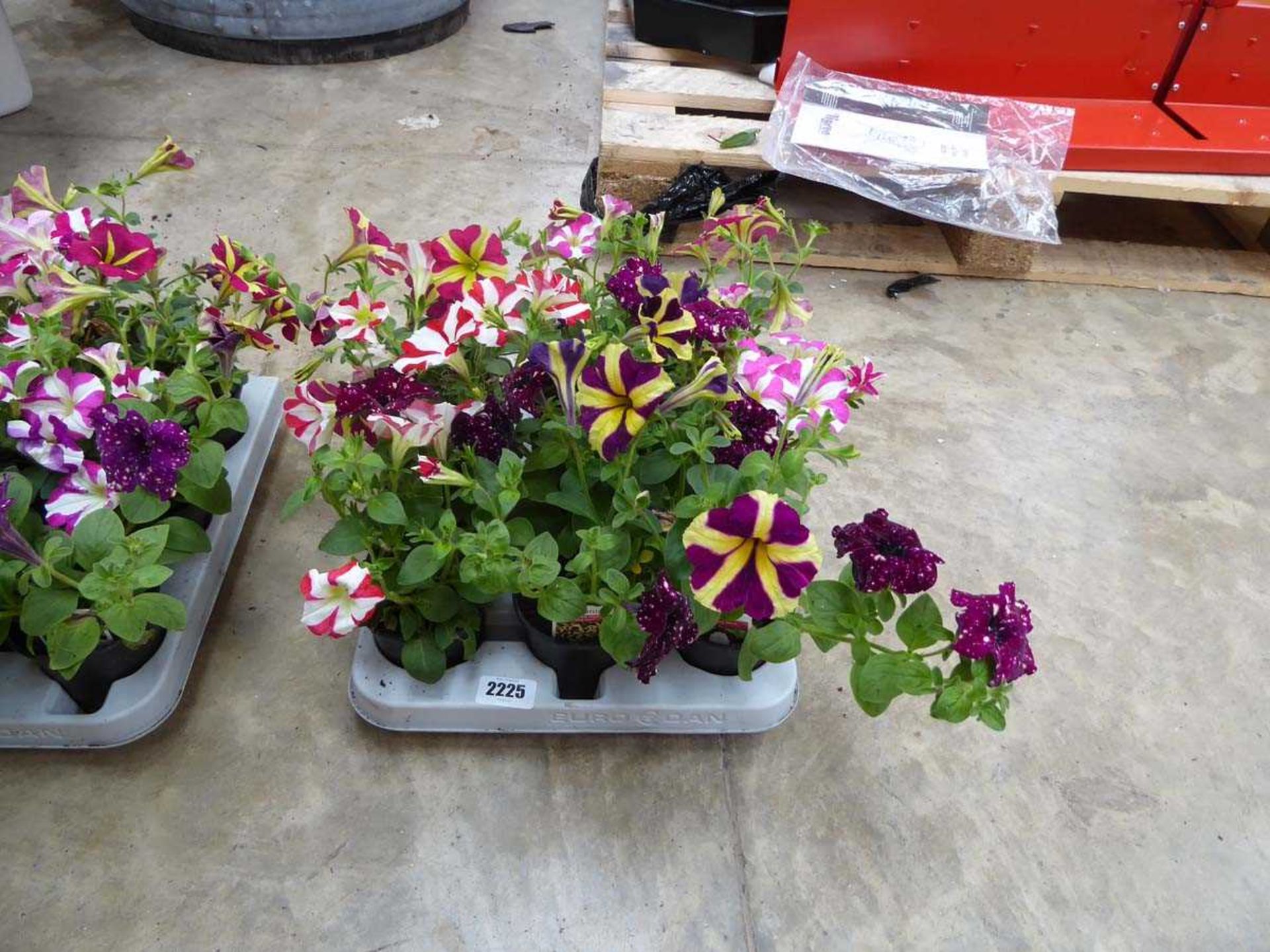 Tray containing 12 pots of Amore Heart and Soul petunias