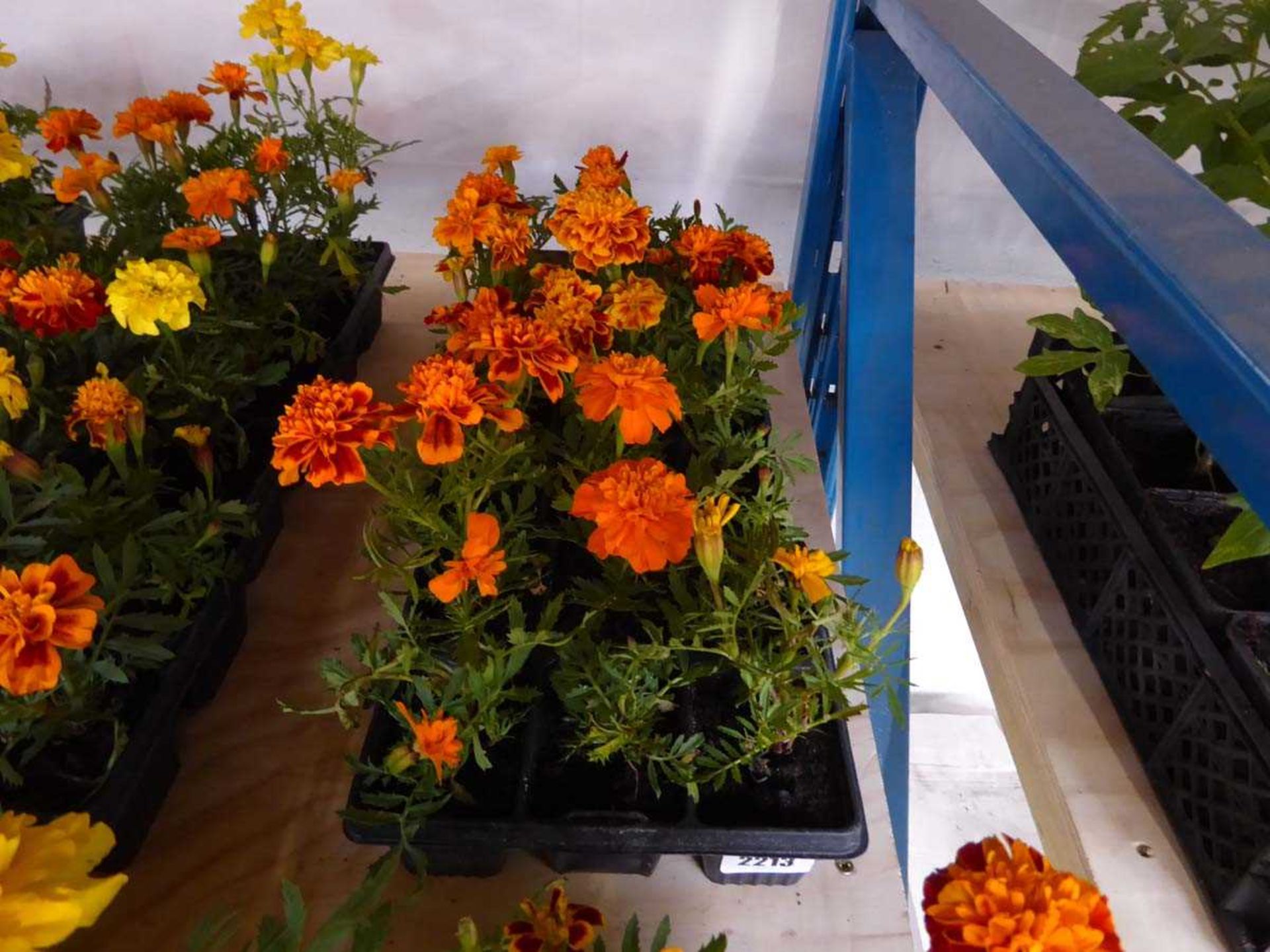 3 trays of French marigolds