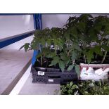 Tray containing 12 tomato plants Variety unknown