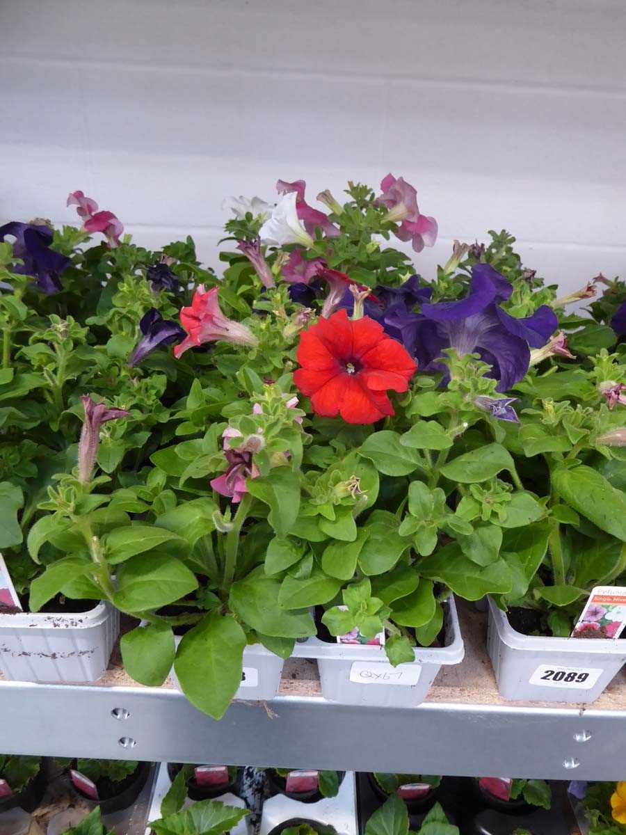 2 trays of mixed petunias