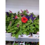 2 trays of mixed petunias