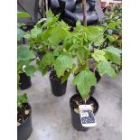 2 potted blackcurrant fruit bushes