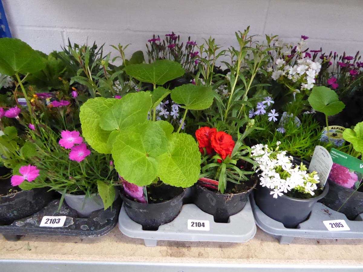 Tray containing 8 pots of mixed perennial plants incl. dianthus, alpine, campanula, etc.