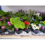 Tray containing 8 pots of mixed perennial plants incl. dianthus, alpine, campanula, etc.