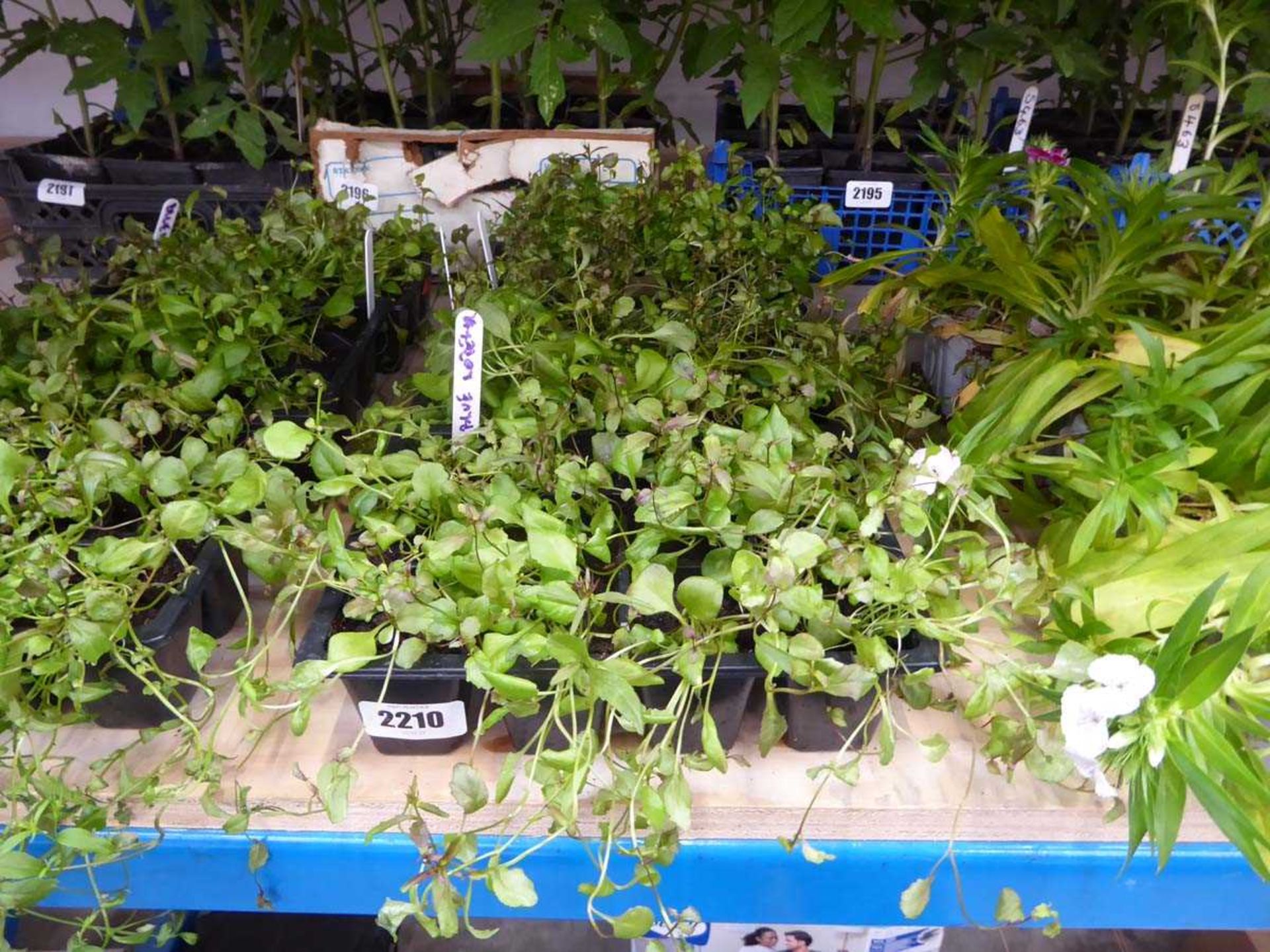 3 trays of blue lobelia