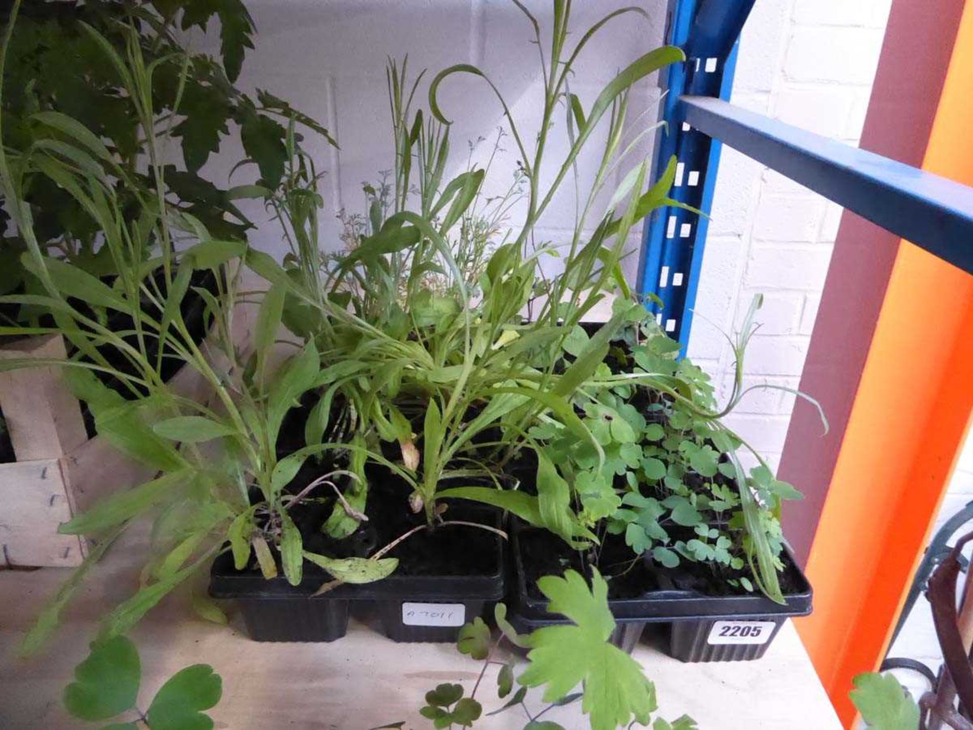 4 trays of mixed perennials incl. morning glory, aquilegia and cornflower