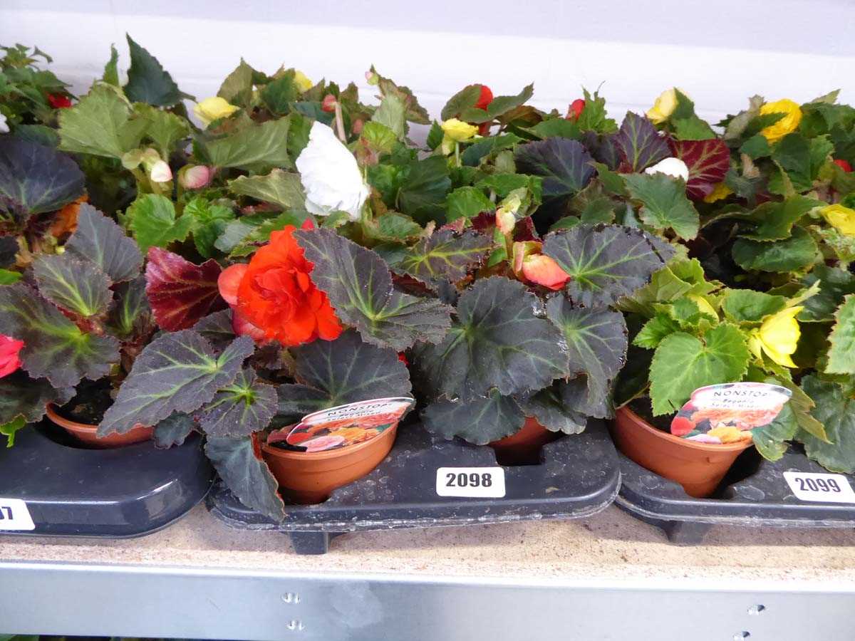 Tray containing 8 pots of mixed non-stop begonias