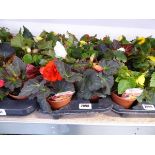 Tray containing 8 pots of mixed non-stop begonias