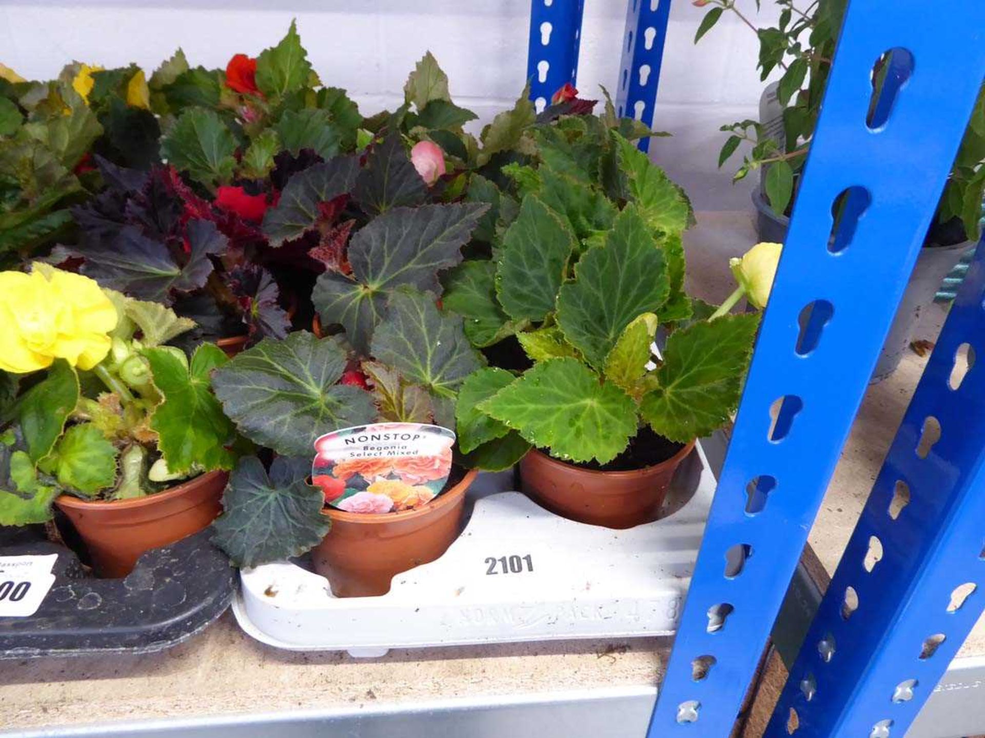 Tray containing 8 pots of mixed non-stop begonias