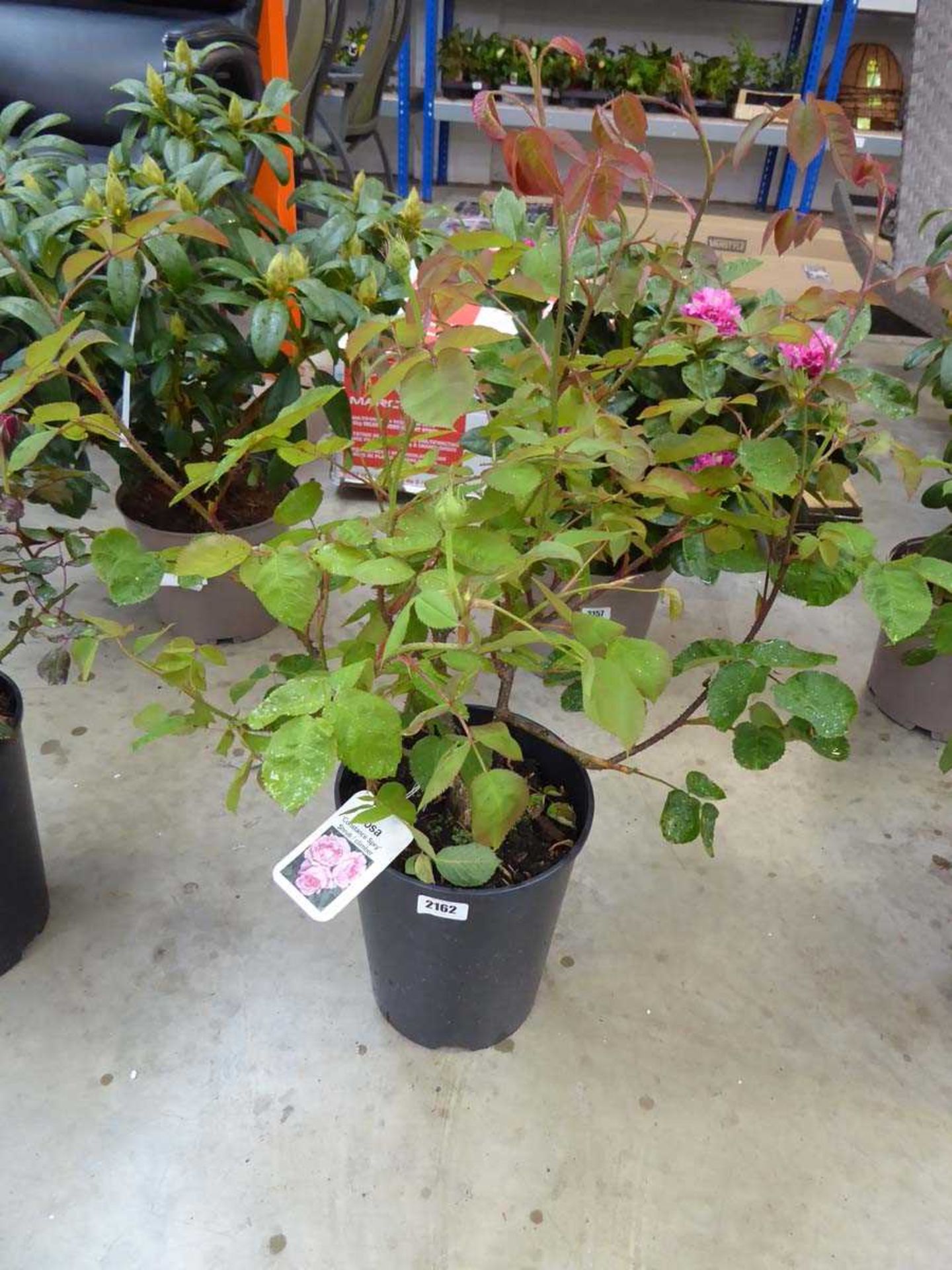 Potted Constance Spry shrub/ climber rose