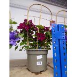 Potted Nubia climbing clematis