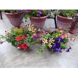 Pair of hanging baskets containing mixed plants