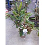 Potted Photinia Conche evergreen