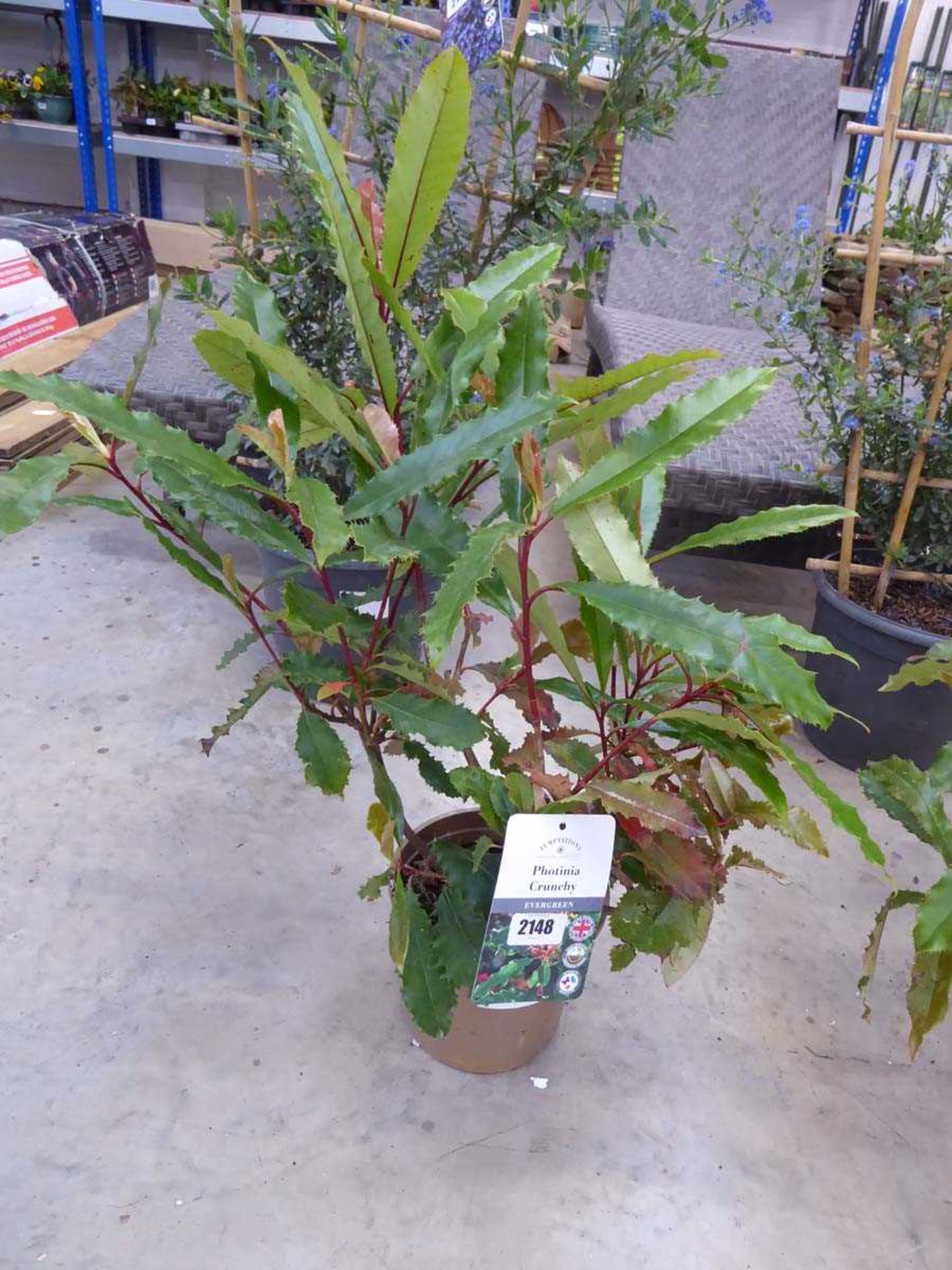 Potted Photinia Conche evergreen