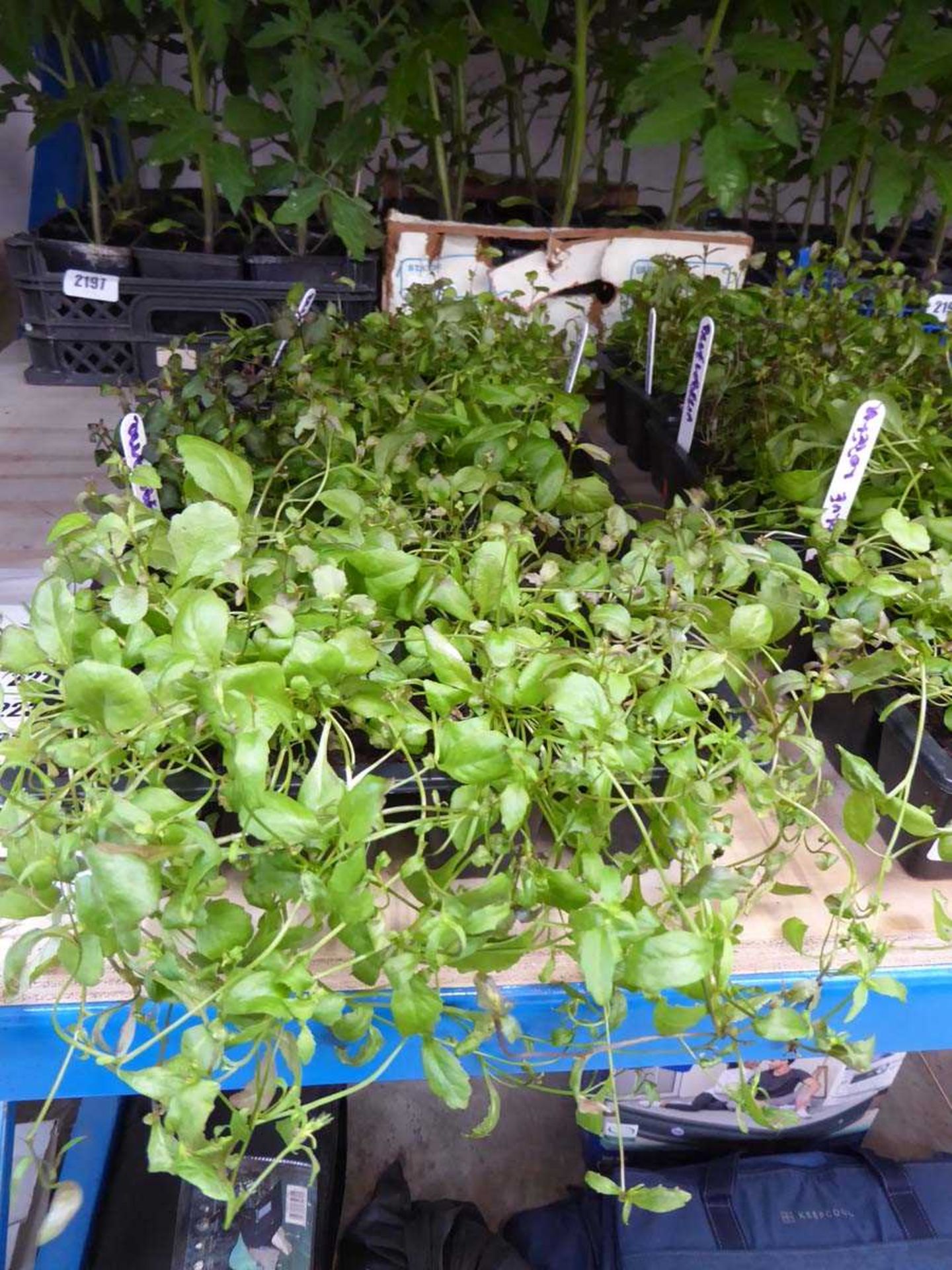 3 trays of blue lobelia