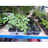 4 trays of mixed salads incl. tomato plants (Cherry and Garden Pearl) and peppers