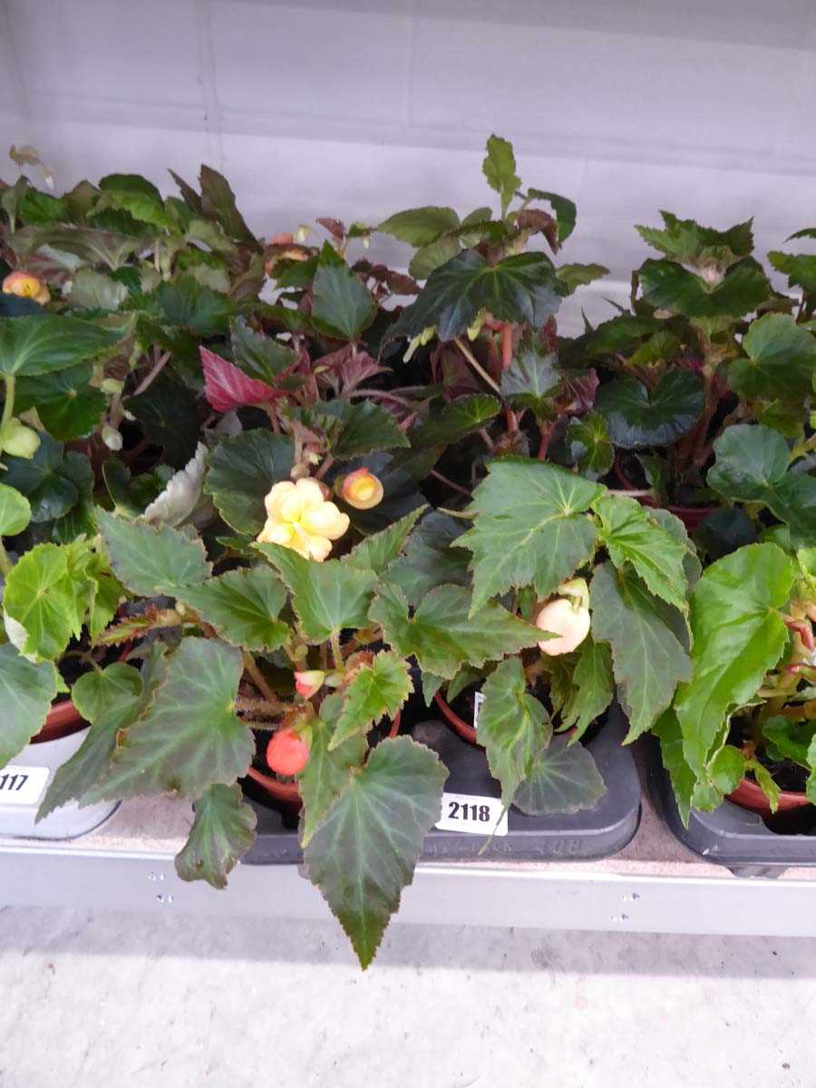 Tray containing 8 pots of Illumination mixed begonias