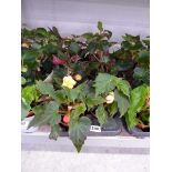 Tray containing 8 pots of Illumination mixed begonias