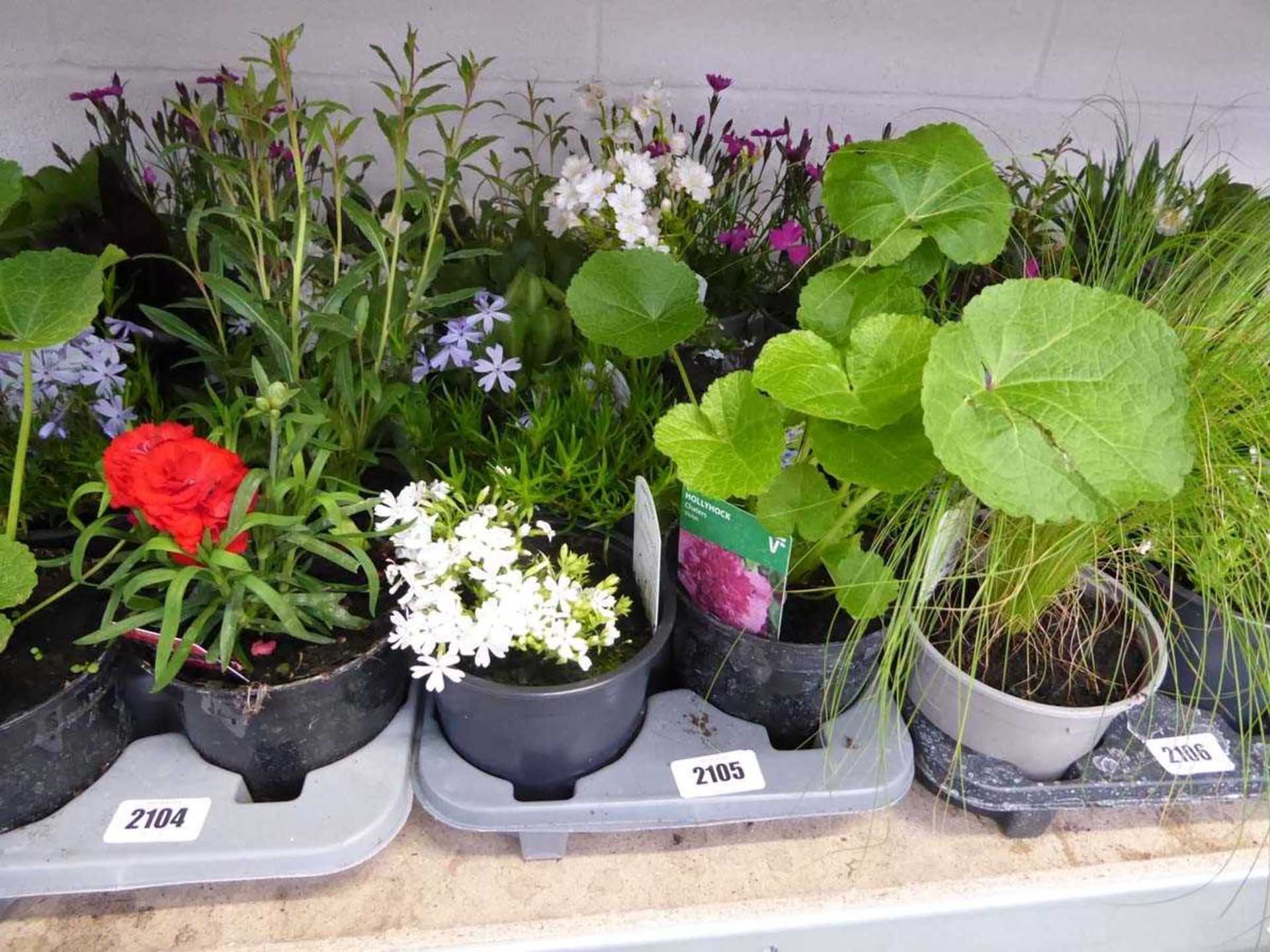 Tray containing 8 pots of mixed perennial plants incl. dianthus, alpine, campanula, etc.