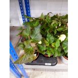 Tray containing 8 pots of Illumination mixed begonias