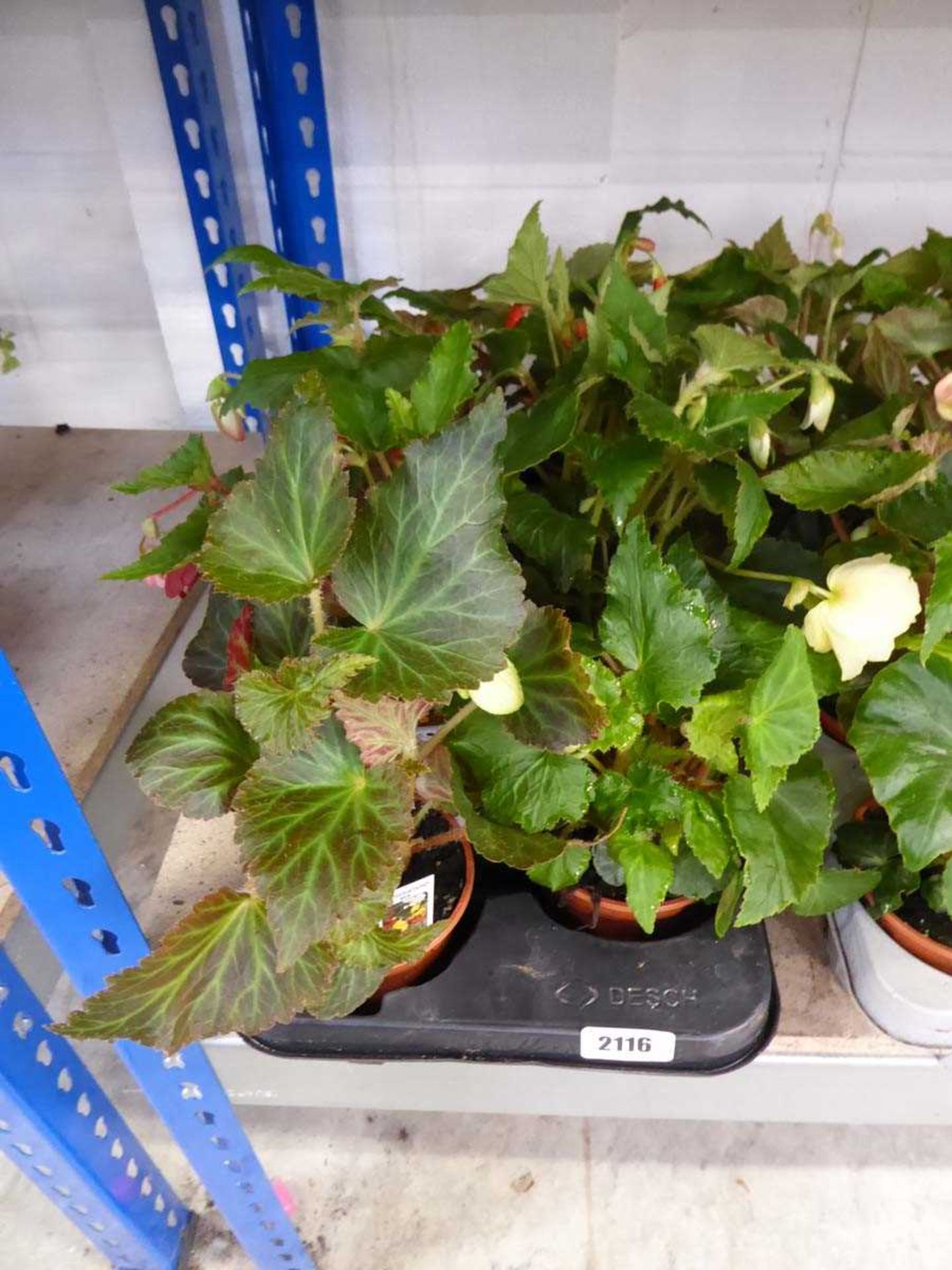 Tray containing 8 pots of Illumination mixed begonias