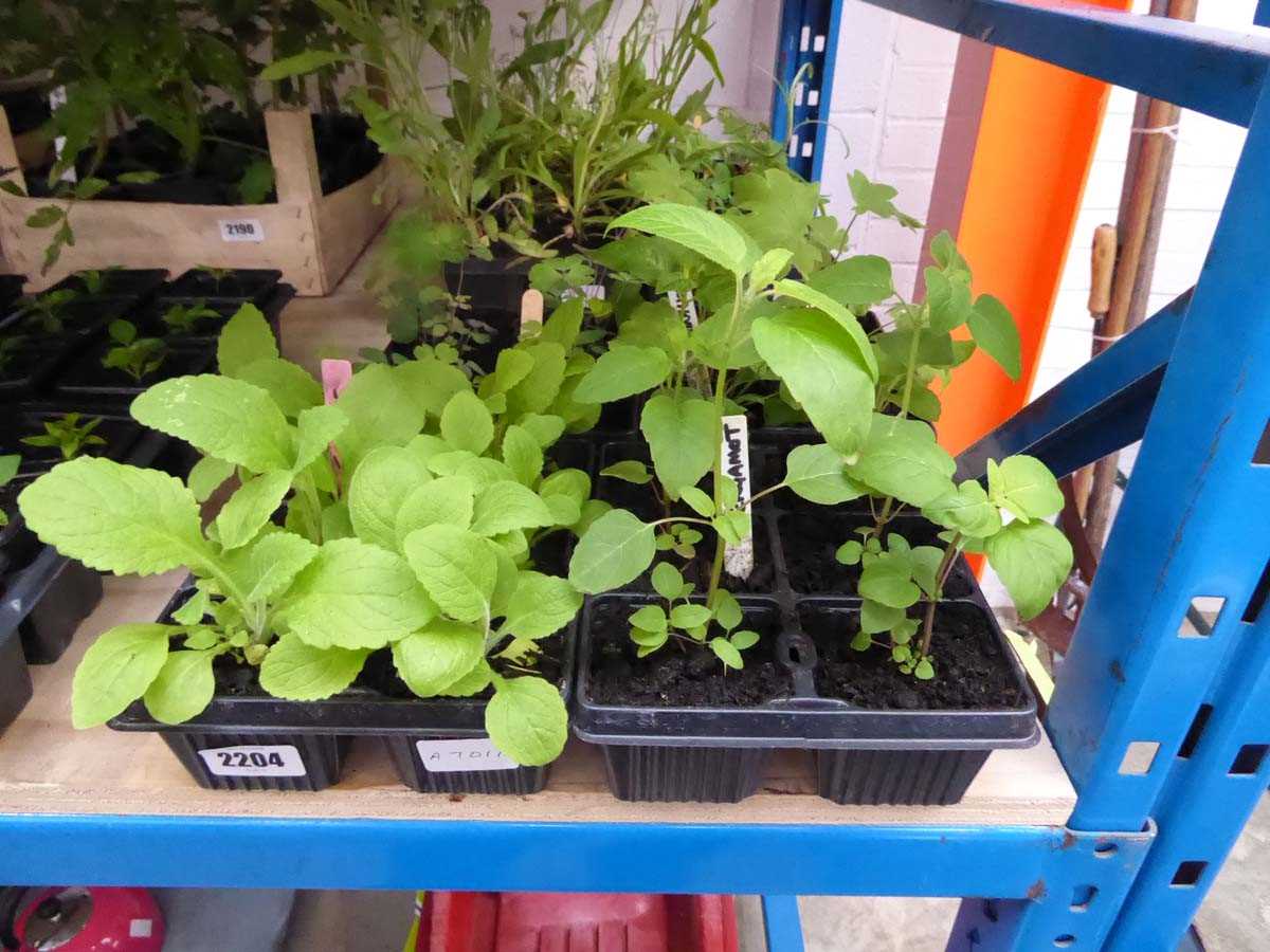 4 trays of mixed perennials incl. bergamot, foxgloves, aquilegia and delphiniums