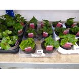 Tray containing 6 pots of Deep Rose non-stop begonias